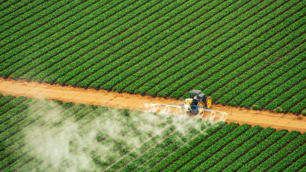 Wasp Removal Services in Johnsonville, SC