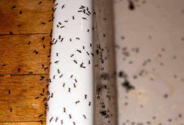 Professional Pest Control in Johnsonville, SC